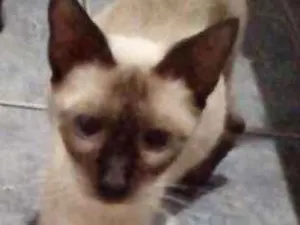 Gato raça Siamesa prestes a parir idade 1 ano nome Nina