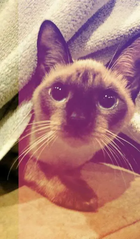 Gato ra a Siamês idade 2 anos nome Miah