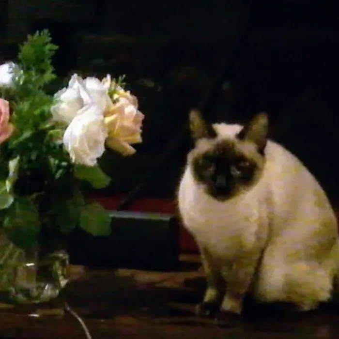 Gato ra a Siamês idade 2 anos nome Miah