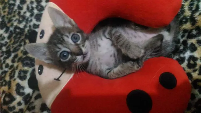 Gato raça Vira-lata idade Abaixo de 2 meses nome Ainda não tem nome.