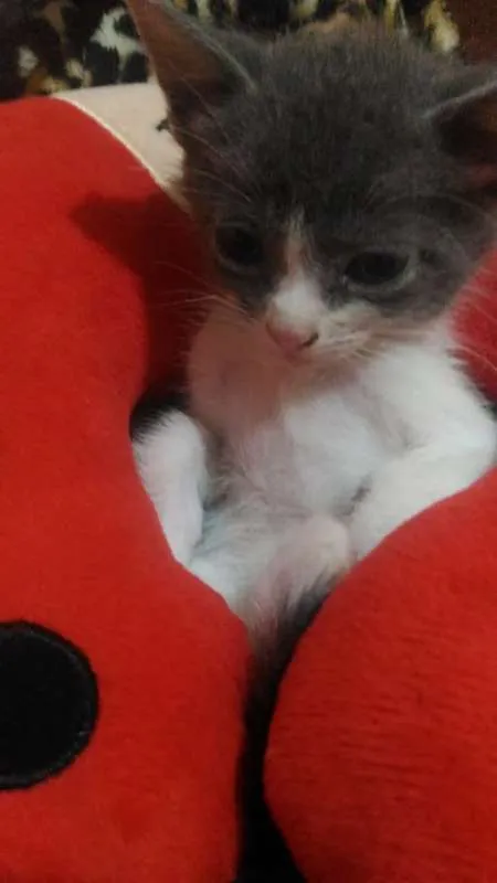 Gato raça Viralata idade Abaixo de 2 meses nome Não tem nome ainda