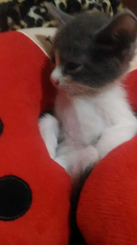 Gato raça Viralata idade Abaixo de 2 meses nome Não tem nome ainda