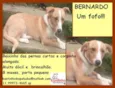 Bernardo
