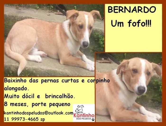 Cachorro ra a srd idade 7 a 11 meses nome Bernardo
