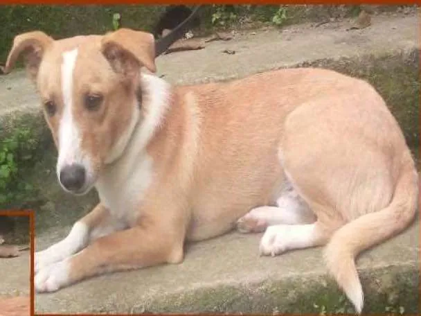 Cachorro ra a srd idade 7 a 11 meses nome Bernardo