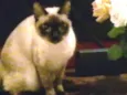 Miah