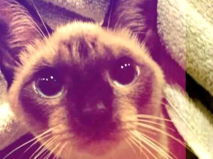 Gato ra a Siamês idade 2 anos nome Miah
