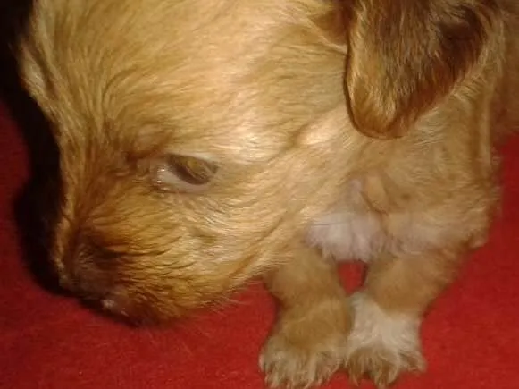 Cachorro ra a Srd sem raça definida idade Abaixo de 2 meses nome Sem nome ainda
