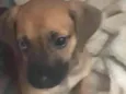 Cachorro raça SRD idade 2 a 6 meses nome Ainda não tem nome