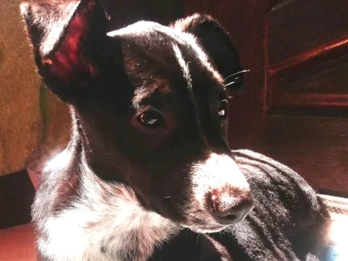Cachorro ra a Vira lata idade 7 a 11 meses nome Thanos 
