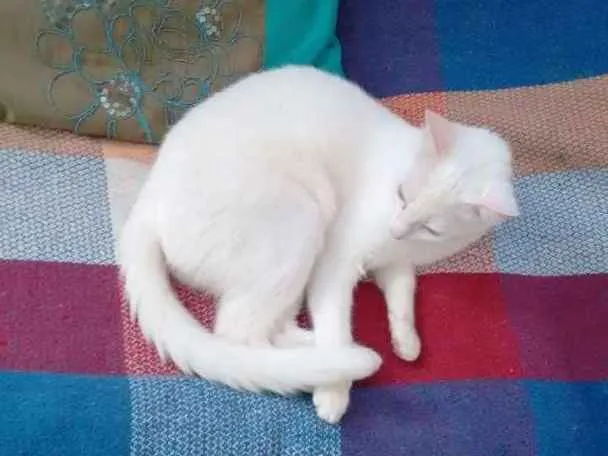 Gato ra a  idade 7 a 11 meses nome Margot