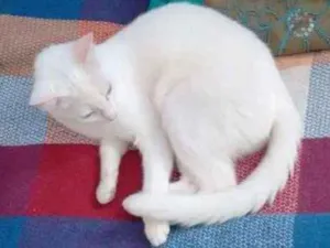 Gato raça  idade 7 a 11 meses nome Margot