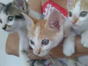 Gato raça vira-lata idade 2 a 6 meses nome Sortudo, laranjinha,