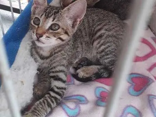 Gato ra a SRD  idade 2 a 6 meses nome Tarja