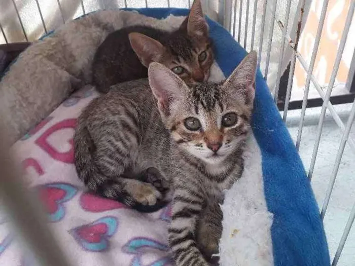 Gato ra a SRD  idade 2 a 6 meses nome Tarja