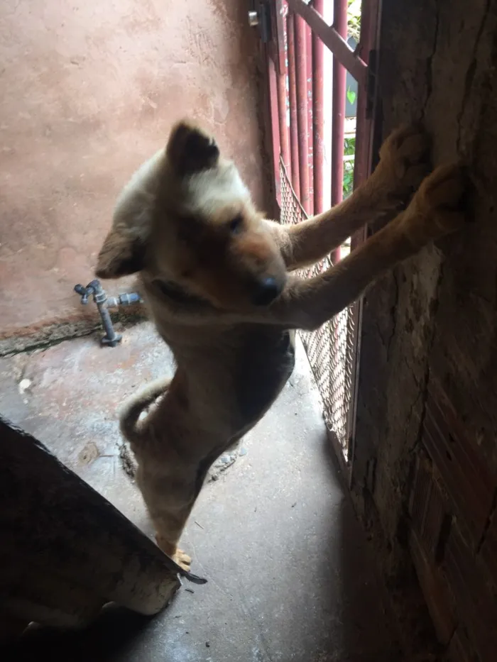 Cachorro ra a Chow chow idade 4 anos nome Thor