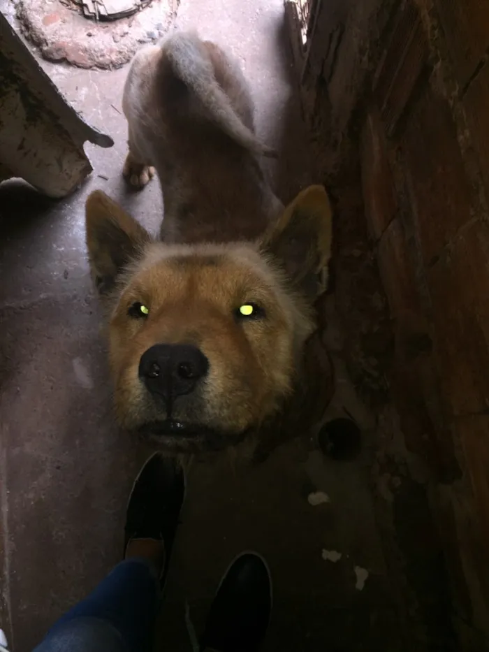 Cachorro ra a Chow chow idade 4 anos nome Thor