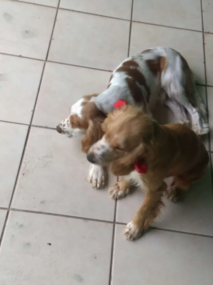 Cachorro ra a Cocker inglês idade 1 ano nome Catarina e Fred