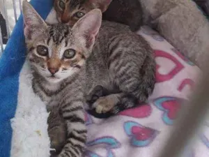 Gato raça SRD  idade 2 a 6 meses nome Tarja