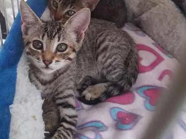 Gato ra a SRD  idade 2 a 6 meses nome Tarja