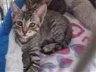 Gato raça SRD  idade 2 a 6 meses nome Tarja