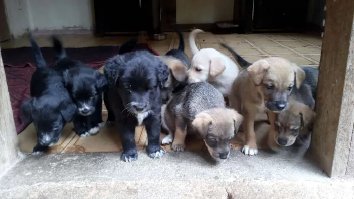 Cachorro raça Vira lata idade Abaixo de 2 meses nome Não tem nome 