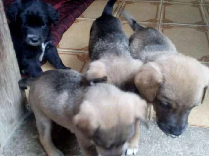 Cachorro raça Vira lata idade Abaixo de 2 meses nome Não tem nome 