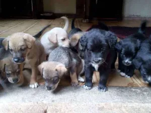 Cachorro raça Vira lata idade Abaixo de 2 meses nome Não tem nome 
