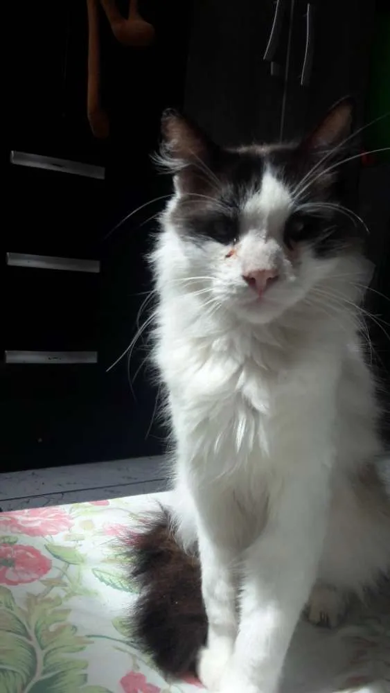 Gato ra a gato de rua idade 2 anos nome Mutano