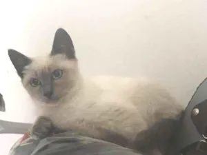 Gato raça Siamês idade 2 a 6 meses nome Peter