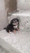 Não possui