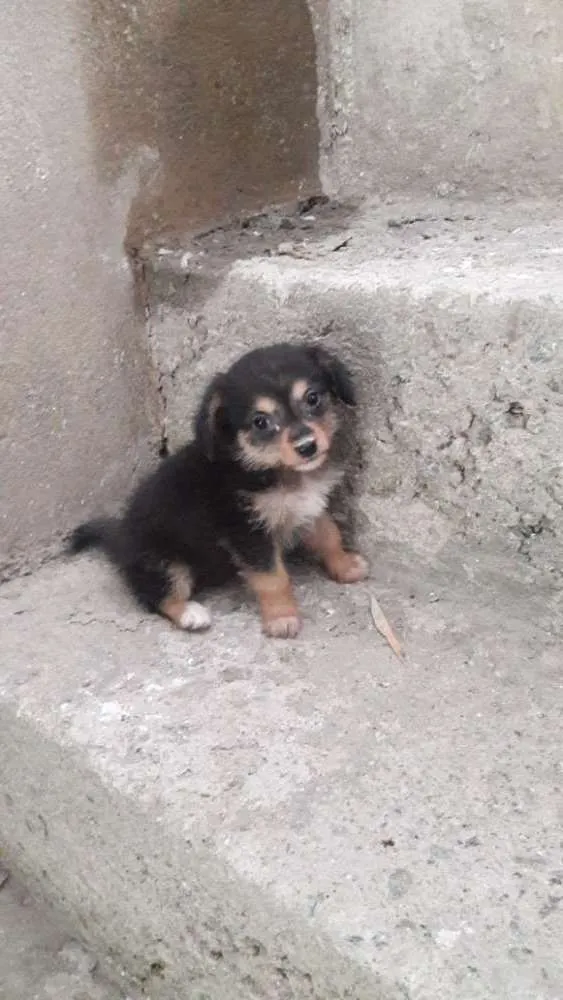 Cachorro ra a Filhote de pinsher idade 2 a 6 meses nome Não possui