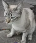 Floquinho 