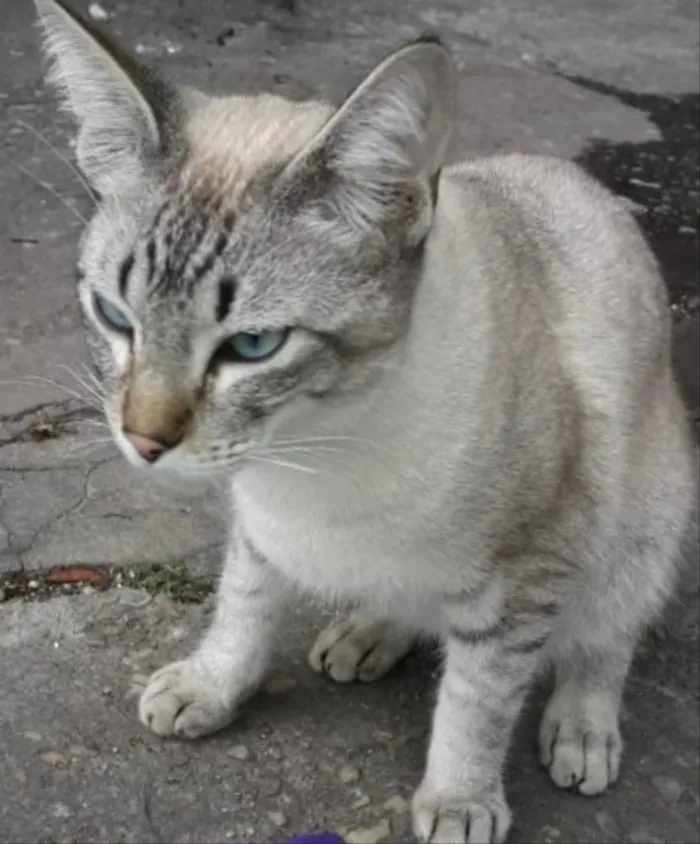 Gato ra a Siamês e rajado  idade 7 a 11 meses nome Floquinho 