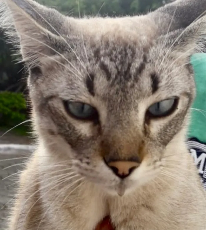 Gato ra a Siamês e rajado  idade 7 a 11 meses nome Floquinho 