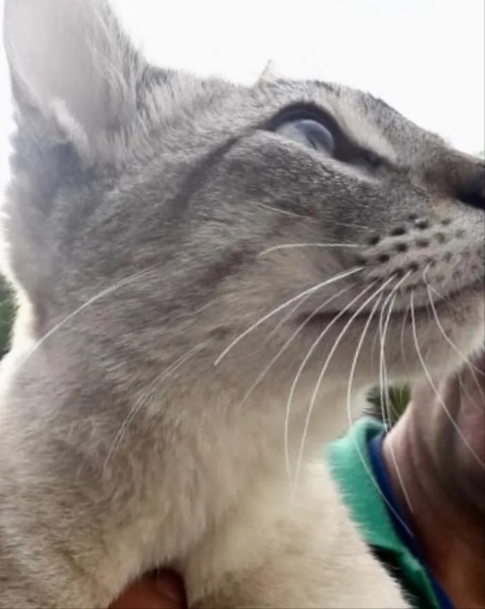 Gato ra a Siamês e rajado  idade 7 a 11 meses nome Floquinho 