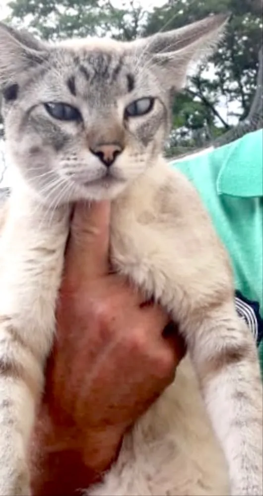 Gato ra a Siamês e rajado  idade 7 a 11 meses nome Floquinho 