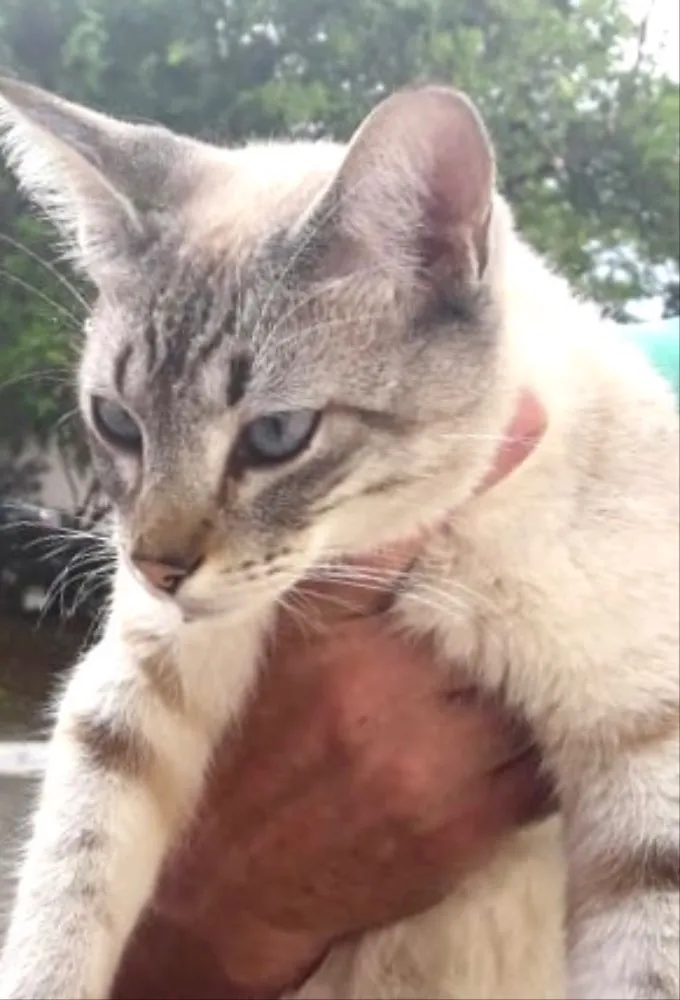 Gato ra a Siamês e rajado  idade 7 a 11 meses nome Floquinho 