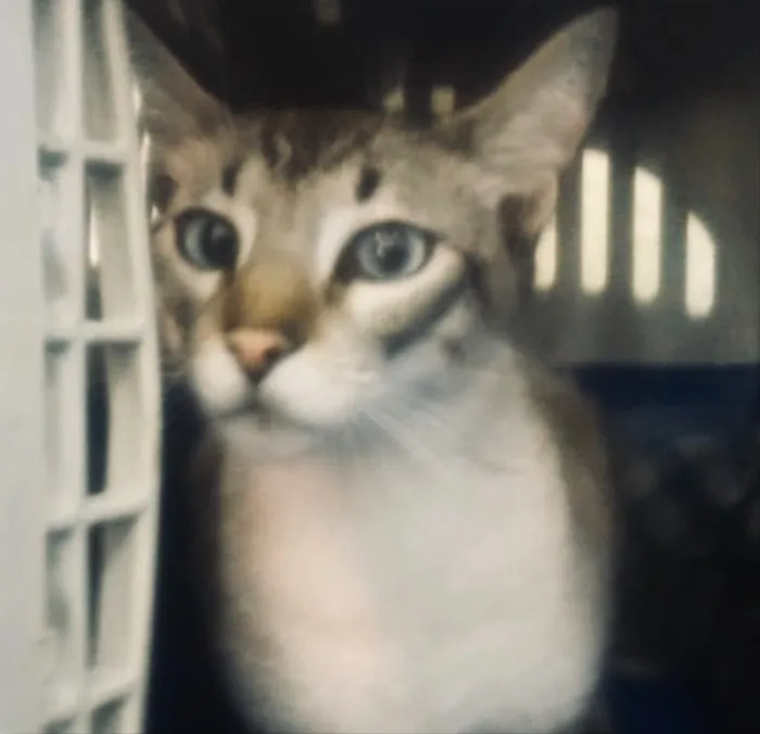 Gato ra a Siamês e rajado  idade 7 a 11 meses nome Floquinho 