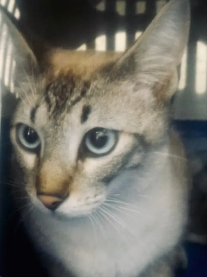 Gato ra a Siamês e rajado  idade 7 a 11 meses nome Floquinho 