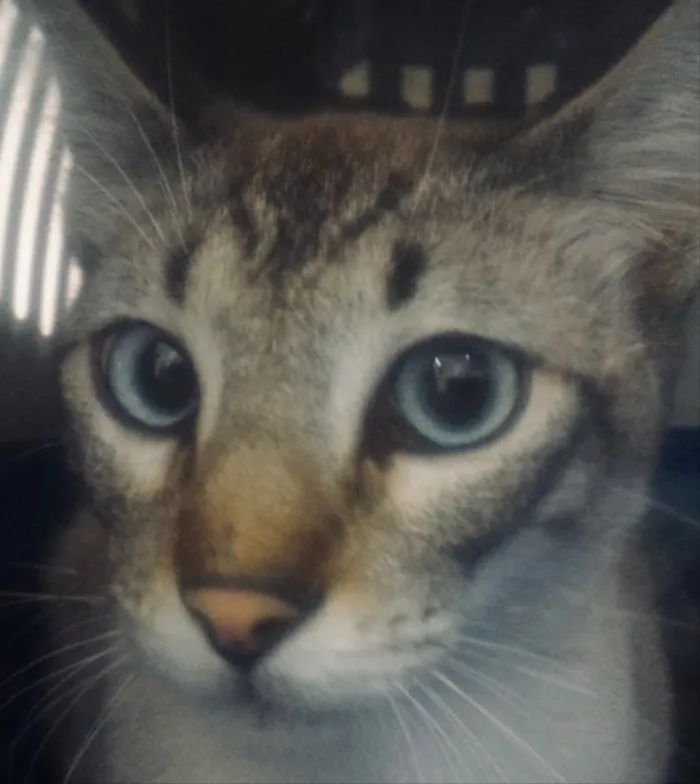 Gato ra a Siamês e rajado  idade 7 a 11 meses nome Floquinho 