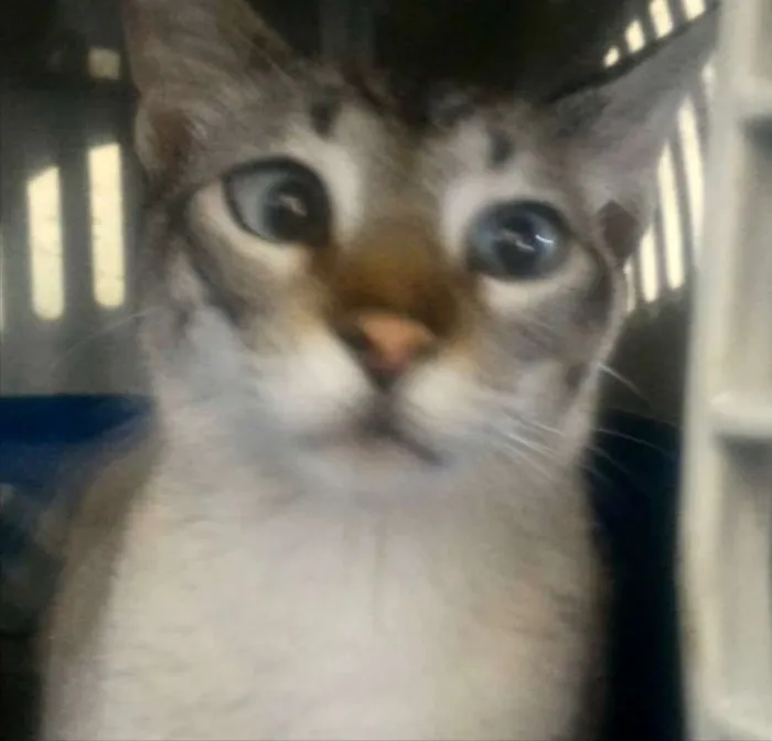 Gato ra a Siamês e rajado  idade 7 a 11 meses nome Floquinho 