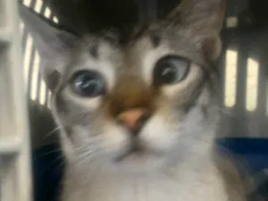 Gato raça Siamês e rajado  idade 7 a 11 meses nome Floquinho 