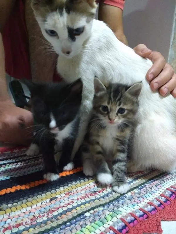 Gato raça  idade Abaixo de 2 meses nome gatinha