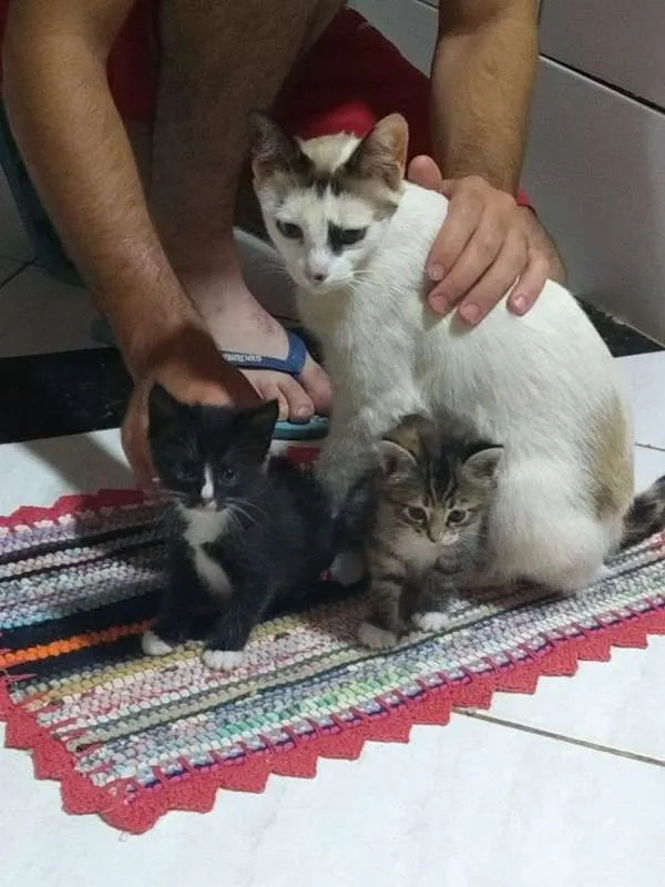 Gato raça  idade Abaixo de 2 meses nome gatinha