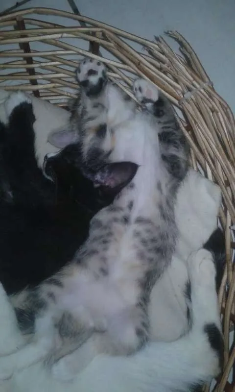 Gato raça  idade Abaixo de 2 meses nome gatinha