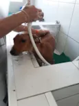 Costelinha