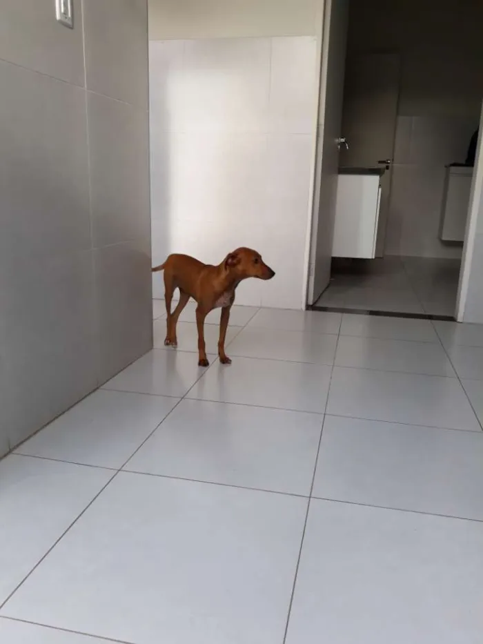Cachorro ra a SRD idade 7 a 11 meses nome Costelinha