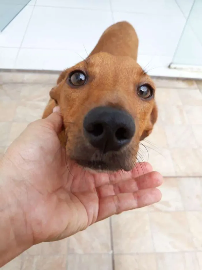 Cachorro ra a SRD idade 7 a 11 meses nome Costelinha