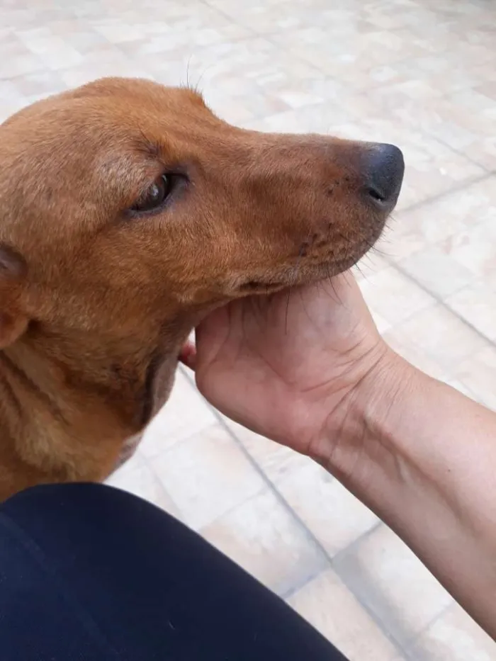 Cachorro ra a SRD idade 7 a 11 meses nome Costelinha